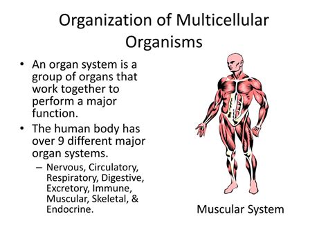 Diagram Of Multicellular Organism