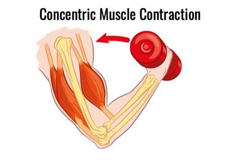 Muscle Contraction Types: Isotonic, Isometric and Isokinetic