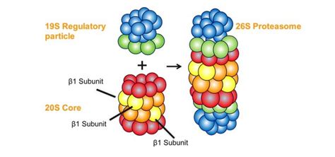 Bolder Science | Proteasome Pathway