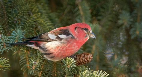 White-winged Crossbill : Minnesota Breeding Bird Atlas