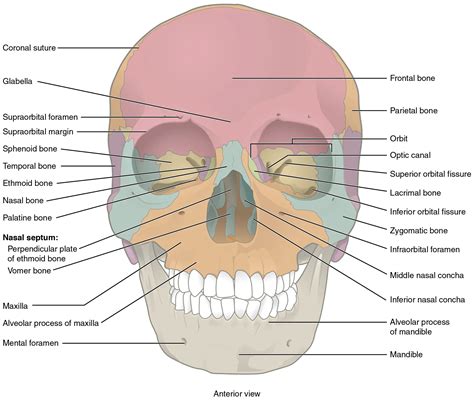 7.2 The Skull - Anatomy and Physiology 2e | OpenStax