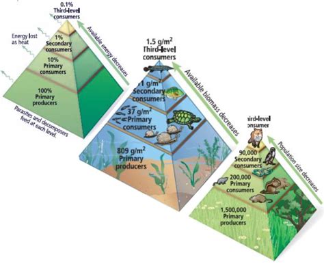 Ecological Pyramids With Examples