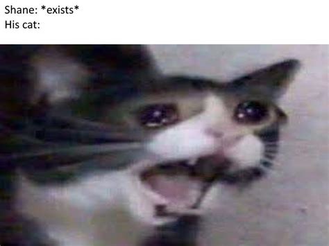 uwu *cat noises* : r/memes