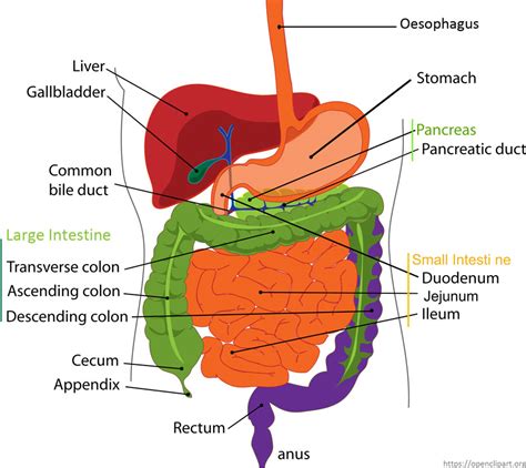 Digestive System Steps For Kids