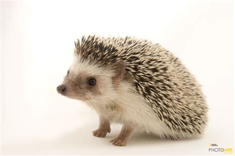 Photo Ark Home North African Hedgehog | National Geographic Society