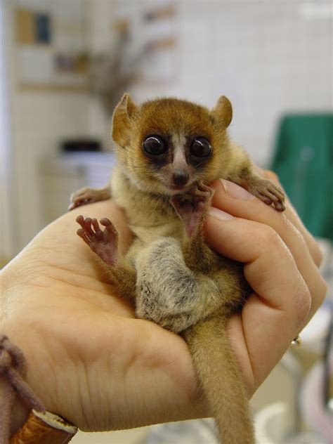 A baby mouse lemur! - Animals of Madagascar Photo (6656871) - Fanpop