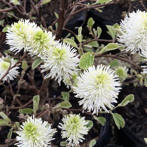 Fothergilla major 'Mount Airy' - Midwest Groundcovers, LLC