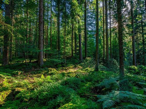 Climate change has officially arrived in the Black Forest - Earth.com