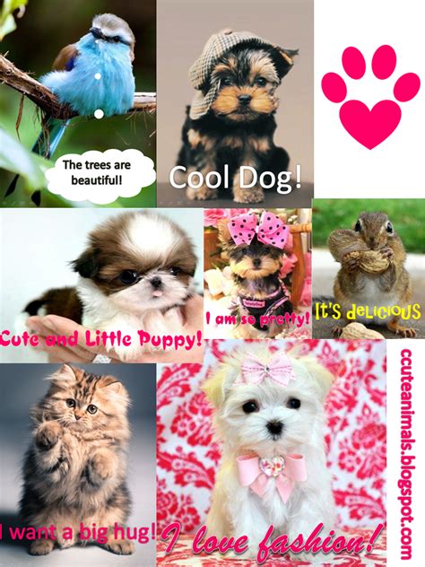 CCute Animals: Collage