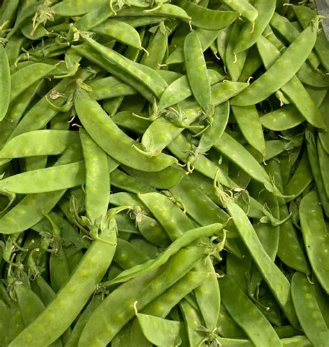 Snow peas - Thai Agronomy