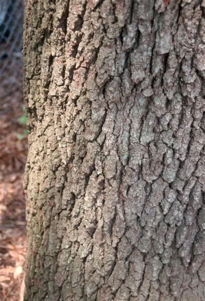 Quercus virginiana / quercus_virginiana_bark.jpg