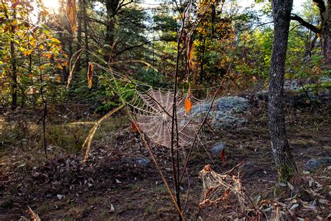 Spider Garden - Muskoka Lakes Farm & Winery