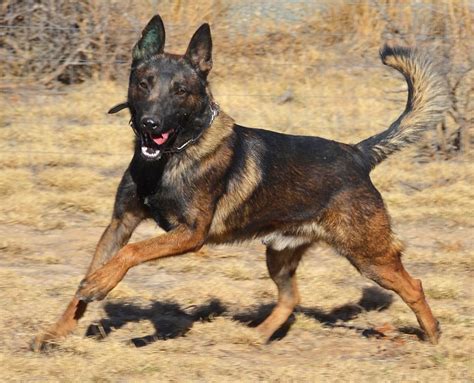 NB | Belgian Malinois K-9 Police Dogs For Sale | Ruidoso Malinois