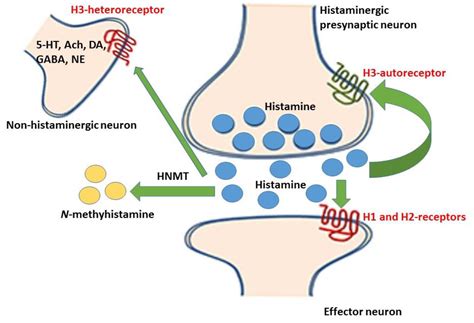 Medicines | Free Full-Text | Pitolisant and Other Histamine-3 Receptor ...