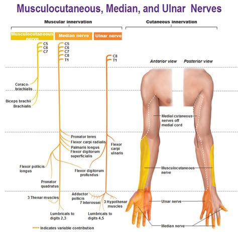 Peripheral Nervous System: Spinal Nerves and Plexuses