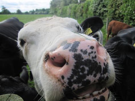 Cow Teeth Stock Photos - Download 475 Royalty Free Photos