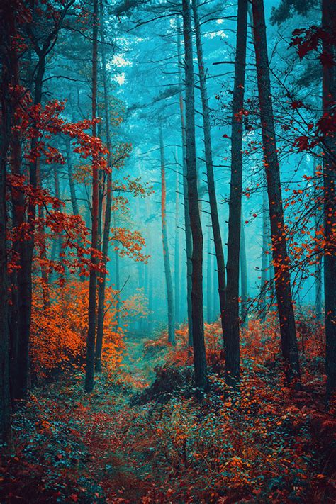 Walk in the misty forest on Behance