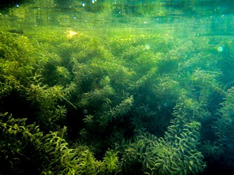 Buffalo District fights invasive hydrilla on the Great Lakes | Article ...