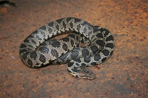 Western Fox Snake (Pantherophis vulpinus) - Reptiles and Amphibians of Iowa