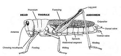 Grasshopper Leg Diagram