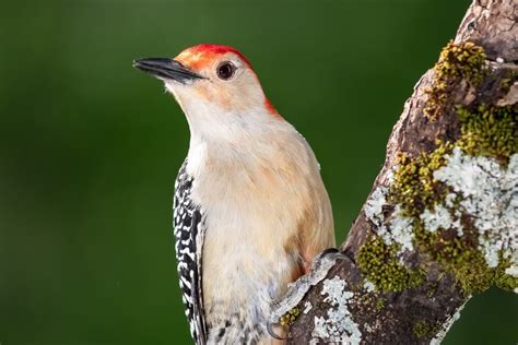 16 Interesting Facts About The Red-Bellied Woodpecker