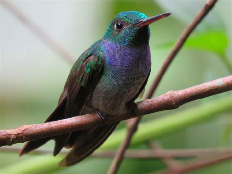 Blue-chested Hummingbird - eBird