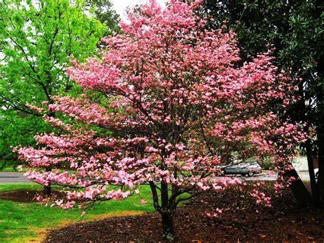 Buy Flowering Red Dogwood Trees Online | The Tree Center