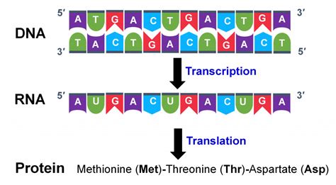 Gene Expression: Transcription – Genetics, Agriculture, and Biotechnology