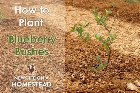 Planting Blueberry Bushes, and Our New Patch! • New Life On A Homestead