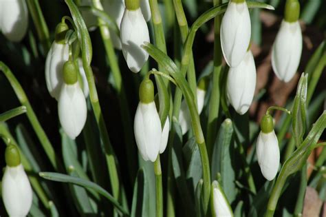 Snowdrops (Galanthus nivalis)