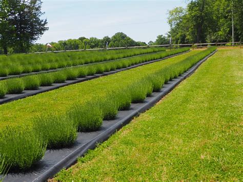 Field & Flock Lavender Farm; South Jersey’s Lavender Experience. - The ...