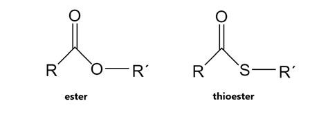 Thioesters, common in biochemis try, are more unstable (ener | Quizlet