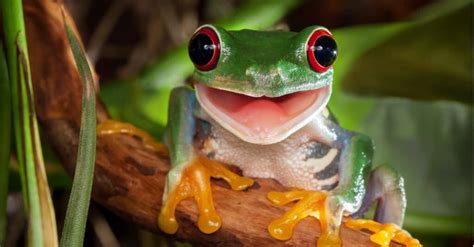 The 10 Cutest Frogs in the World - A-Z Animals