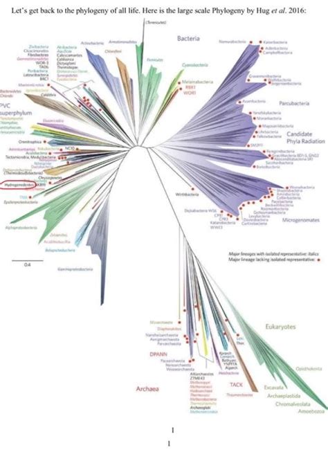 Solved Looking at the phylogeny above, which domain is most | Chegg.com