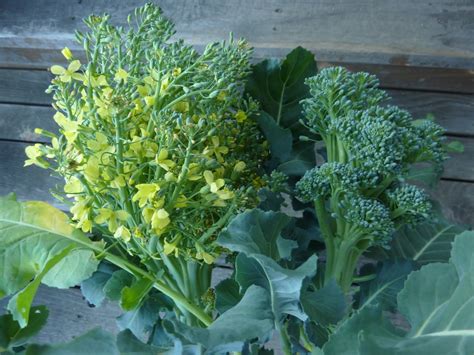 Colorado Mountain Gardener: Broccoli flowering by Irene Shonle