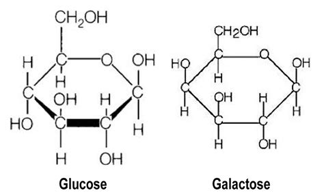 71 GLUCOSE GALACTOSE STRUCTURE DIFFERENCE - StructureofGalactose3