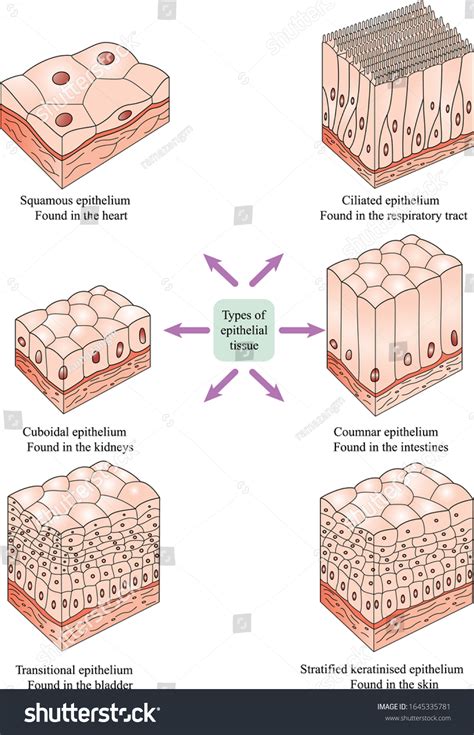 7 Body tissue sample collection vector 图片、库存照片和矢量图 | Shutterstock