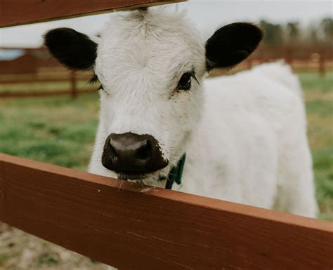 Mini Highland Cattle | Micro Mini Scottish Highland Cows