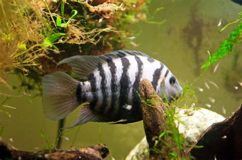 Convict Cichlid | A to Z Guide - Care, Tank Mates, Size, and Diet ...