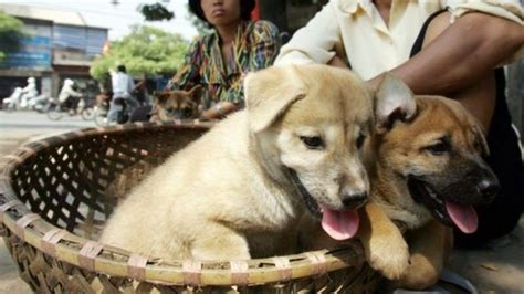 Hà Nội muốn dân ngừng ăn thịt chó - BBC News Tiếng Việt