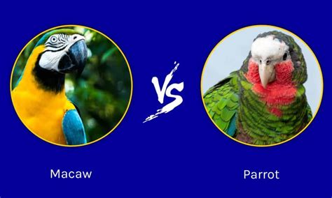 Macaw vs Parrot: What’s the Difference? - IMP WORLD