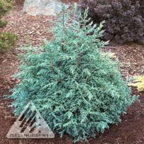 Cypress Dwarf 'Baby Blue Ice' - Bergman Nurseries