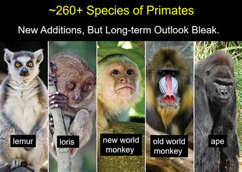 Primates – An Introduction to Anthropology: the Biological and Cultural ...