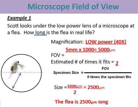 Go through these pictures first: Microscope Field of View Now ...