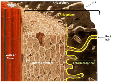 Schematic of a root section | Learn Science at Scitable