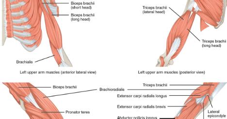 Anatomi Otot Lengan Bawah dan Pergelangan Tangan Manusia - Anatomi Tutorial