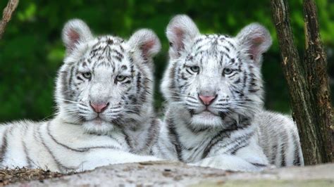 White Tiger Cubs Wallpaper - WallpaperSafari