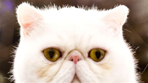 The 30 best cat breeds, ranked | Mashable