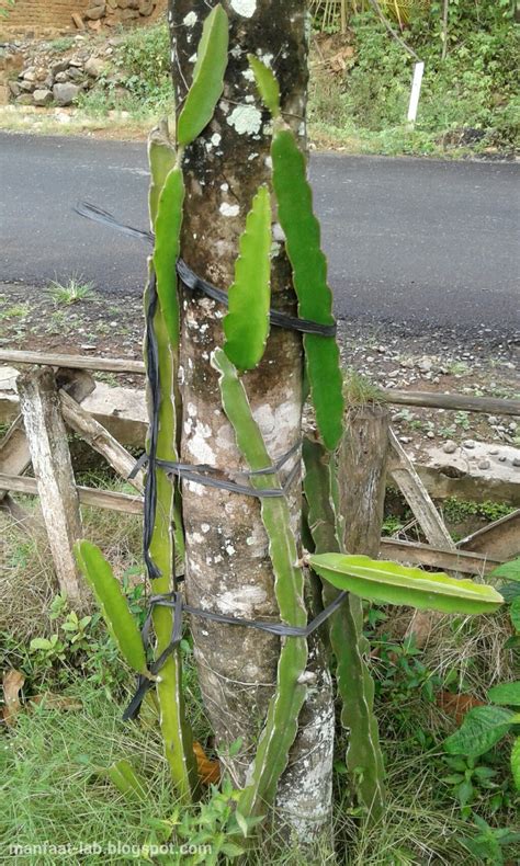 Gambar pohon buah naga - Manfaat-Lab