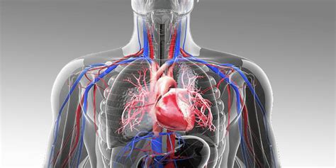 Cardiovascular System – BioLogically